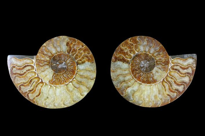 Agate Replaced Ammonite Fossil - Madagascar #166852